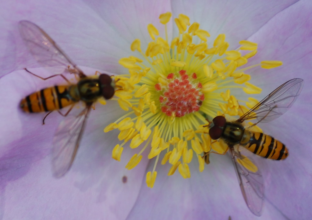 Insekten