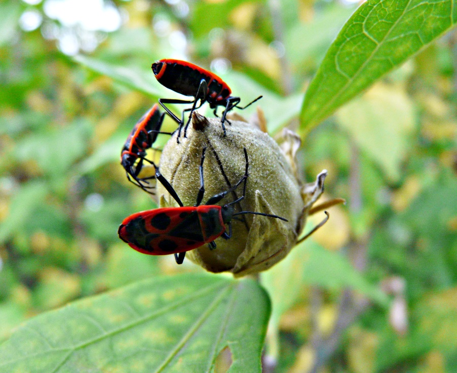 Insekten1