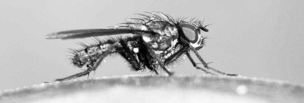 insektinsekt sw