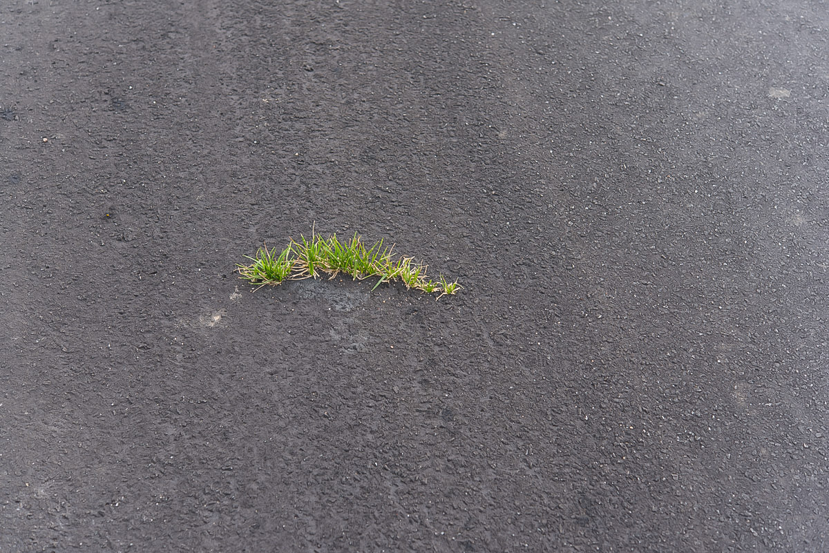 Insel im Asphalt (1 von 1).JPG