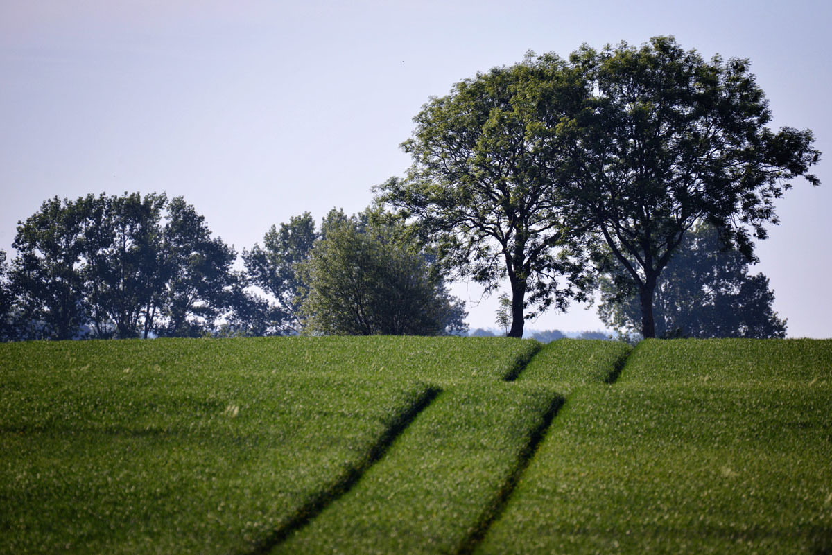 insel poel feld 1200