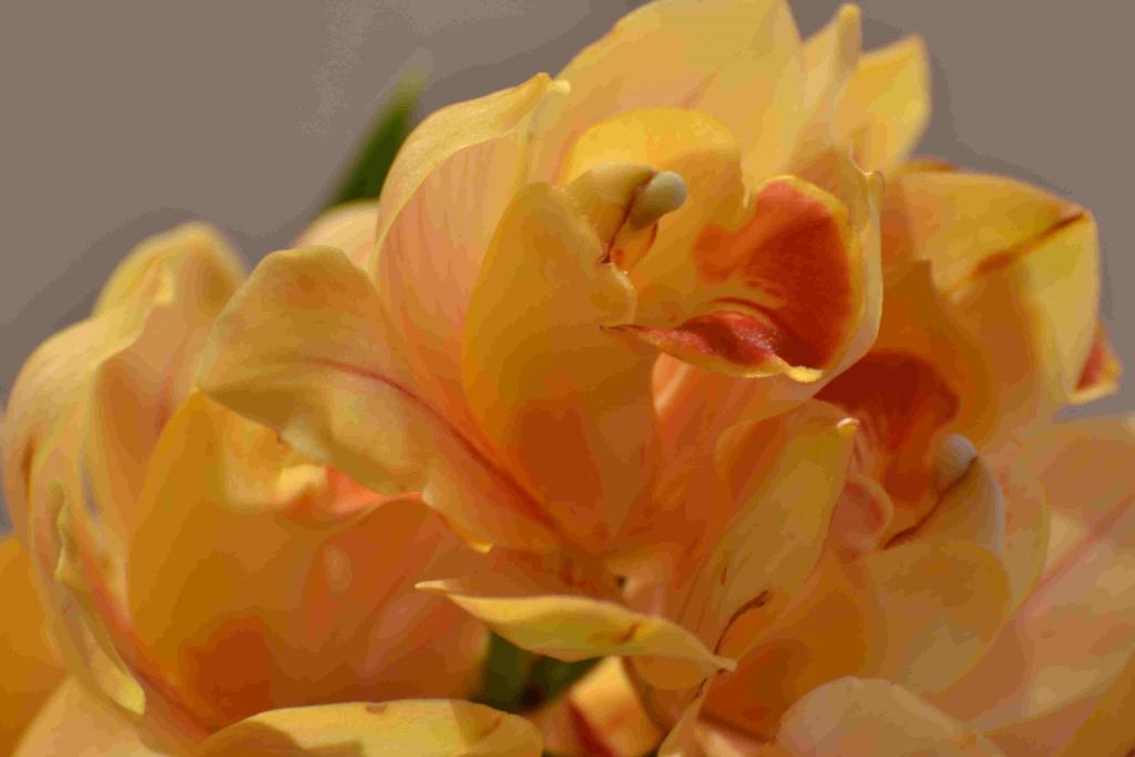 Internet Orchidee 300mm 20110218 170340