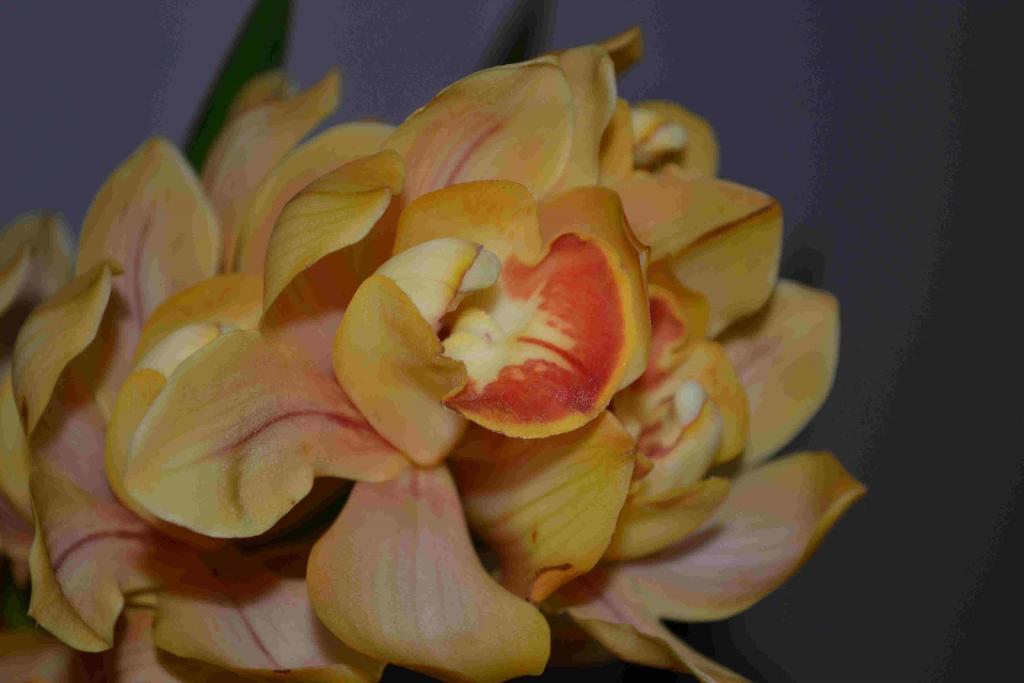 Internet Orchidee 55mm 2 Blitze 20110218 164804