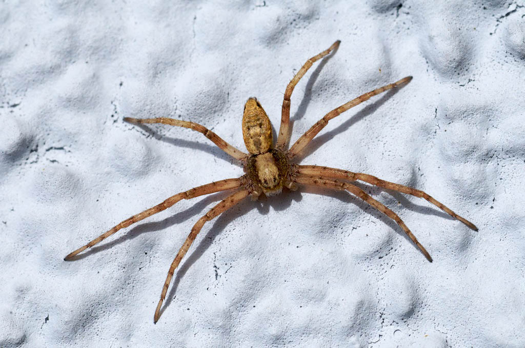 invalide Spinne