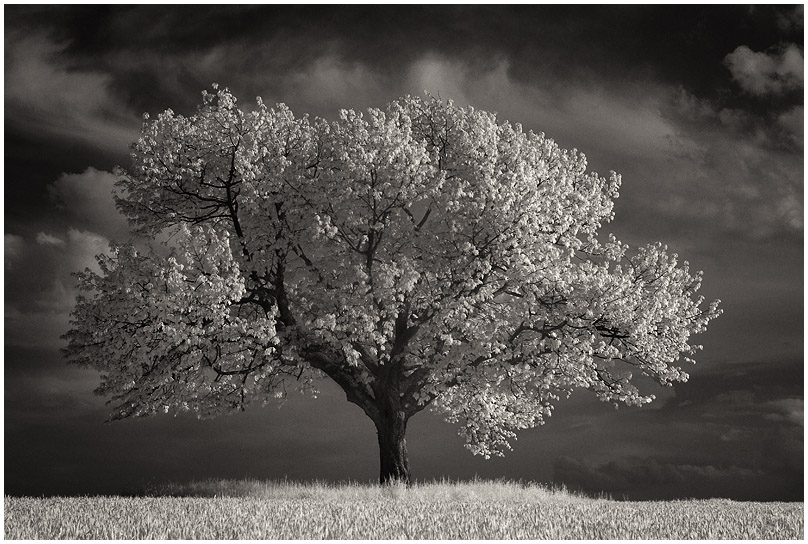 IR TreeOne