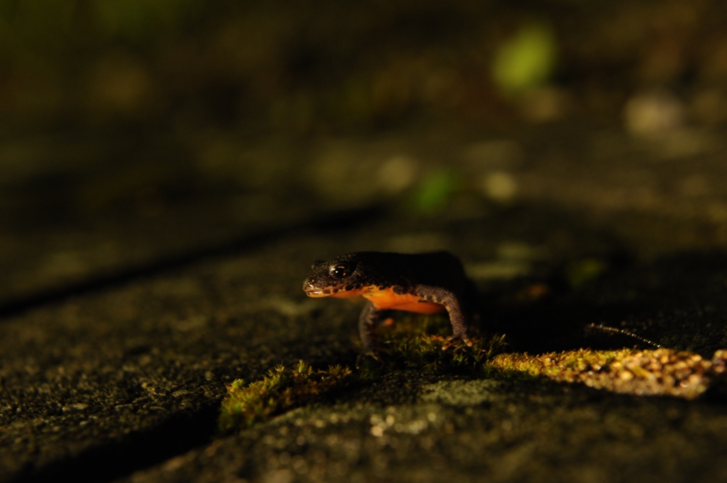 Irgendwas Salamanderartiges oder ein Molch
DSC 1650 web