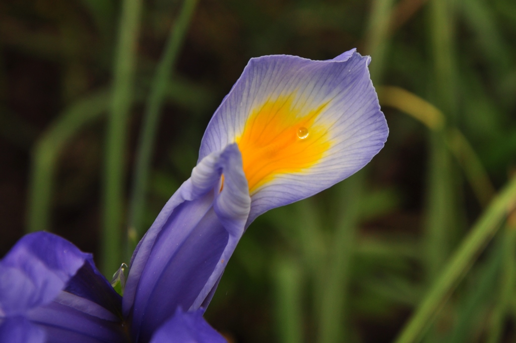 Iris hat Durst