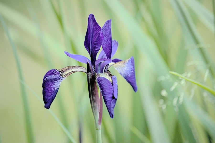 Iris.jpg