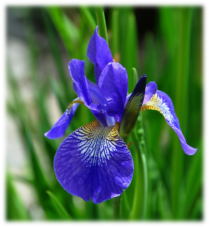 Iris