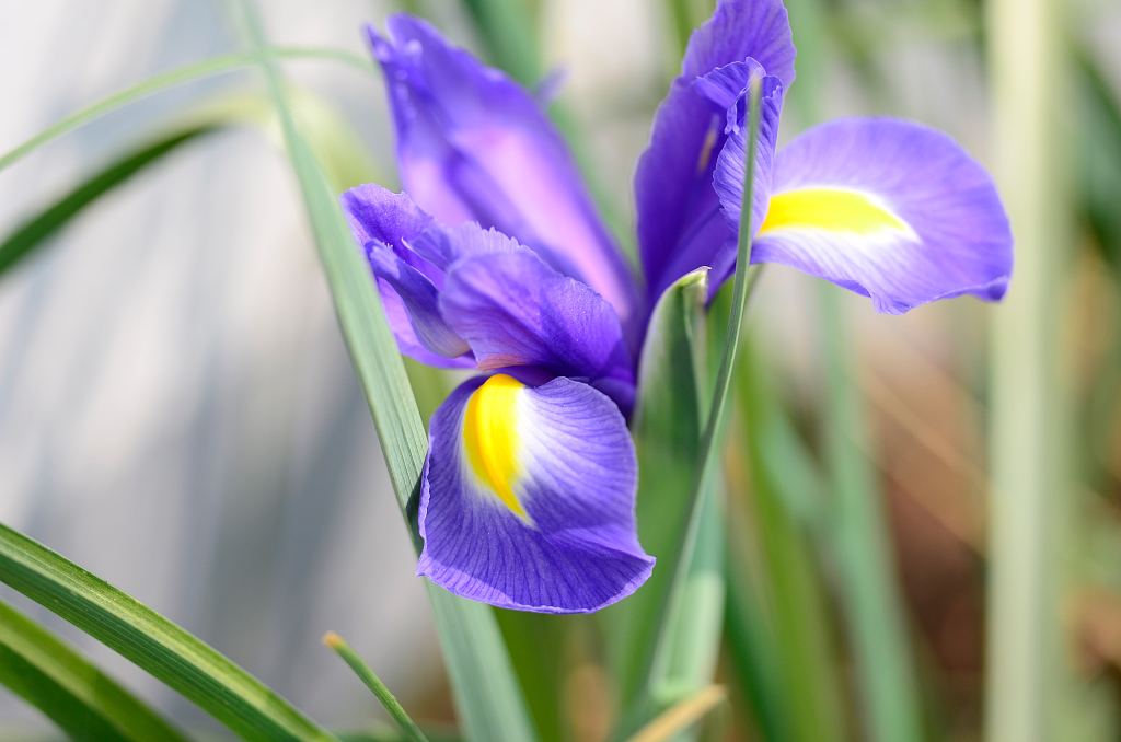 Iris