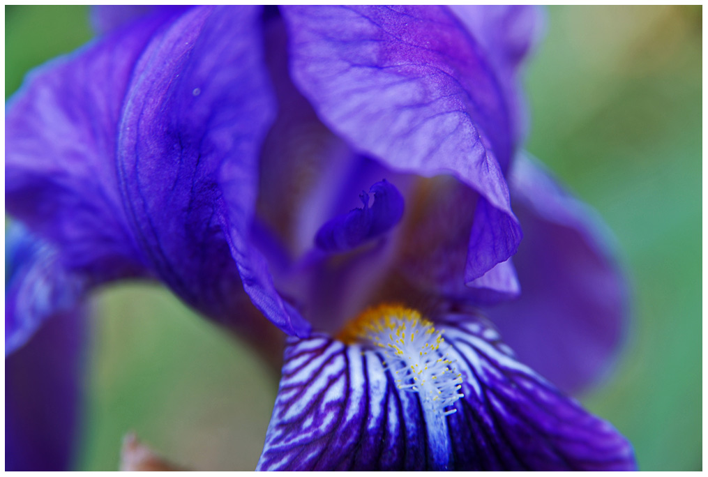 iris