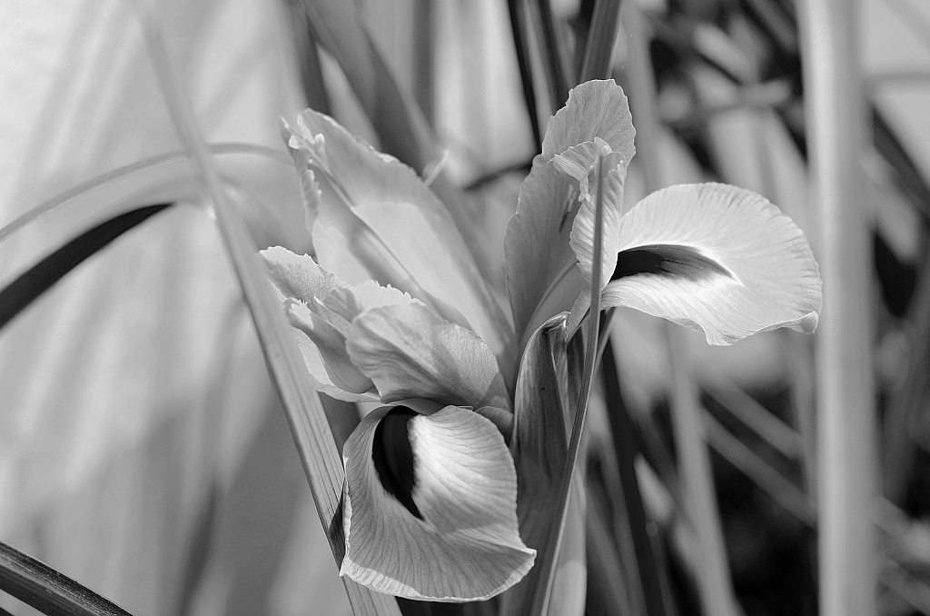 Iris3