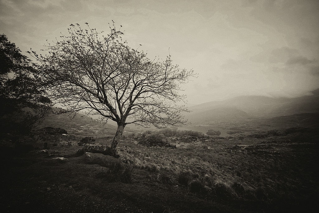 irland DSC 2305