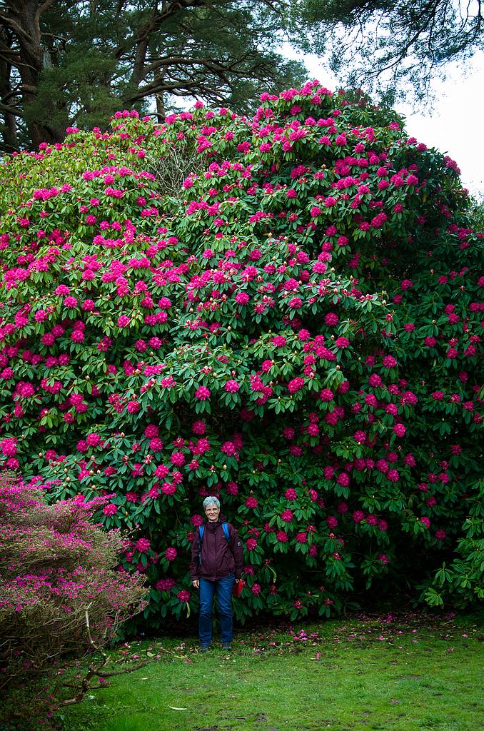 Irland DSC 6701