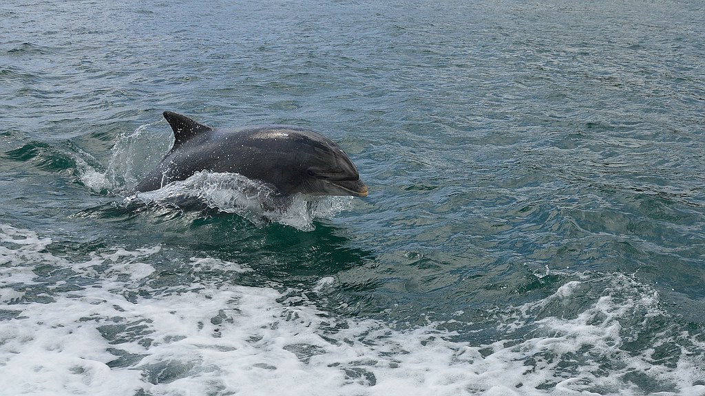 Irland DSC 7202