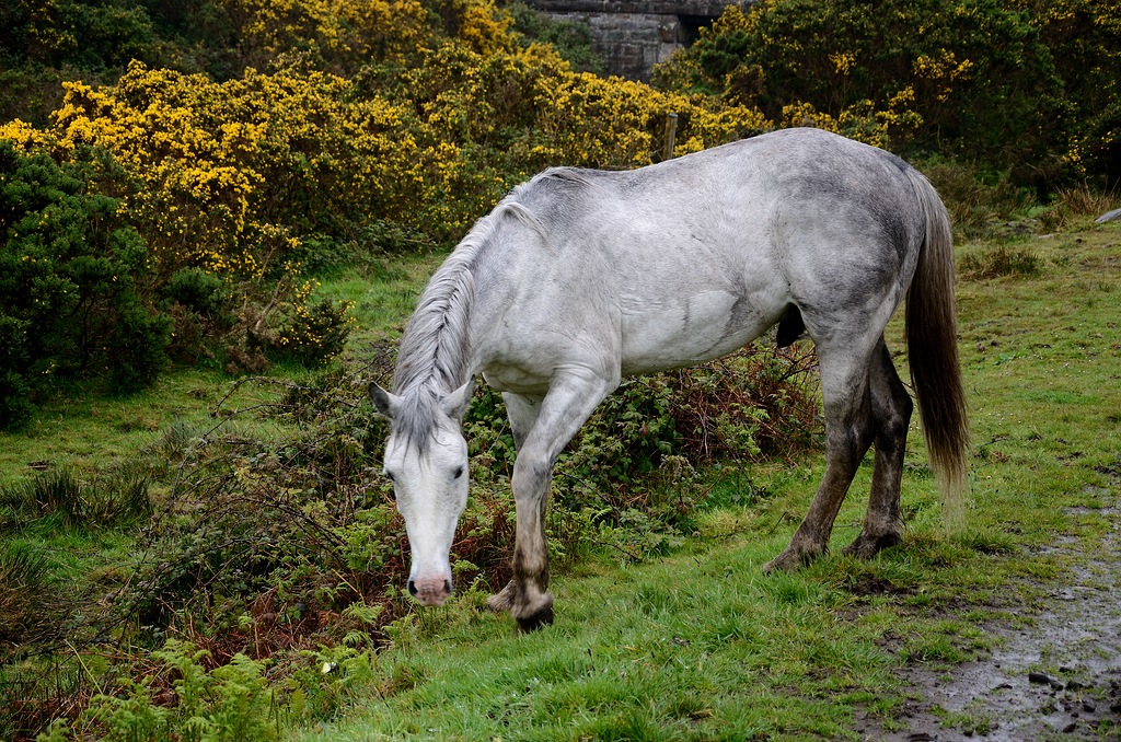 Irland DSC 9733