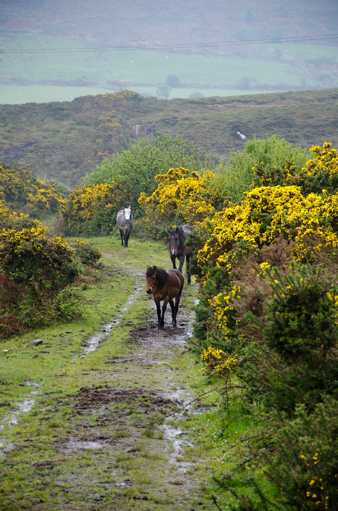Irland DSC 9734