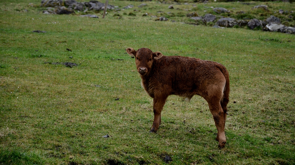 Irland DSC 9740