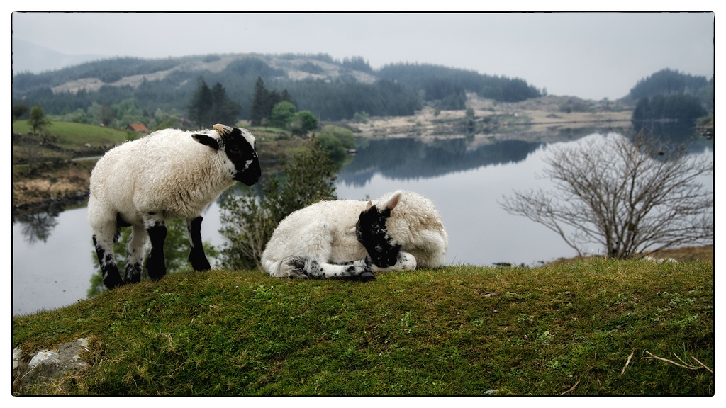 Irland DSC 9823