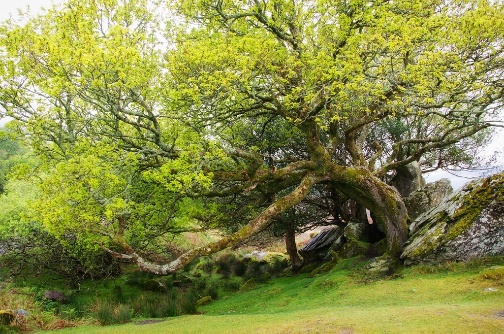 Irland DSC 9837