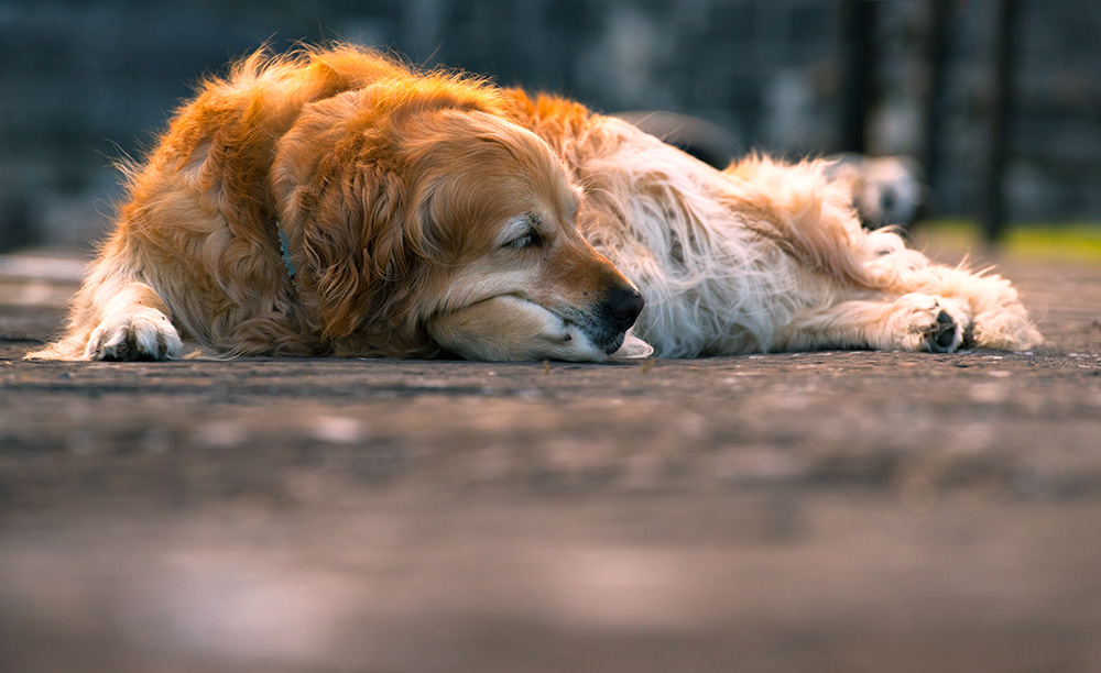 irland
hund
schlafen