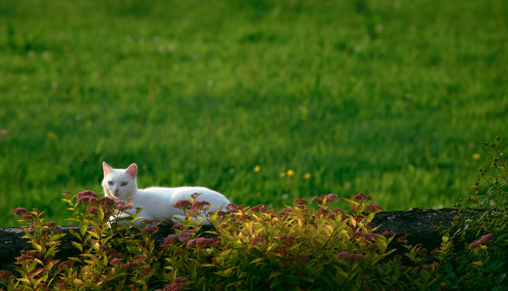 irland
katze
mauer
wiese