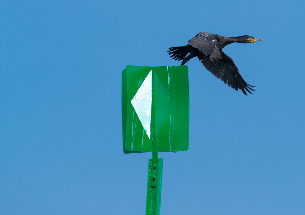 irland
kormoran
start
abflug
links
rechts
