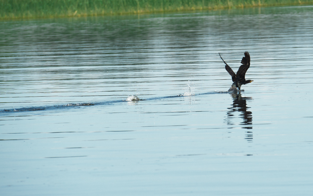 irland
kormoran
start
wasser
