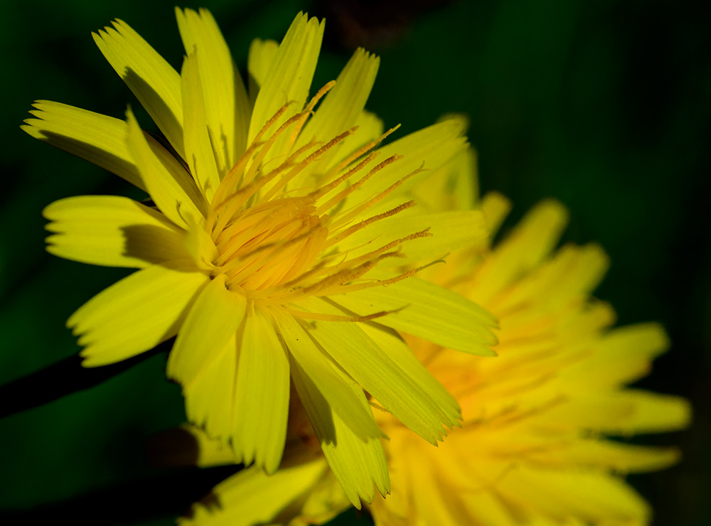 irland
makro
blume
gelb
sonnig