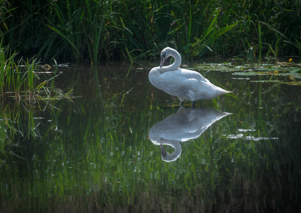 irland
schwan
spiegelung
wasser