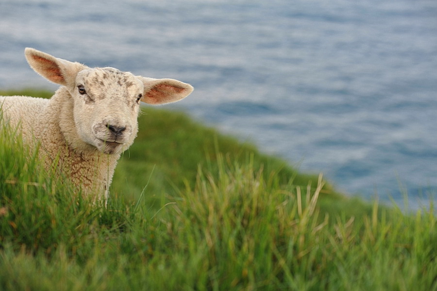 irland012