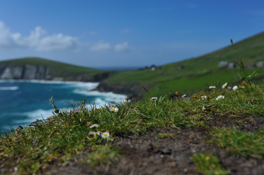 irland013