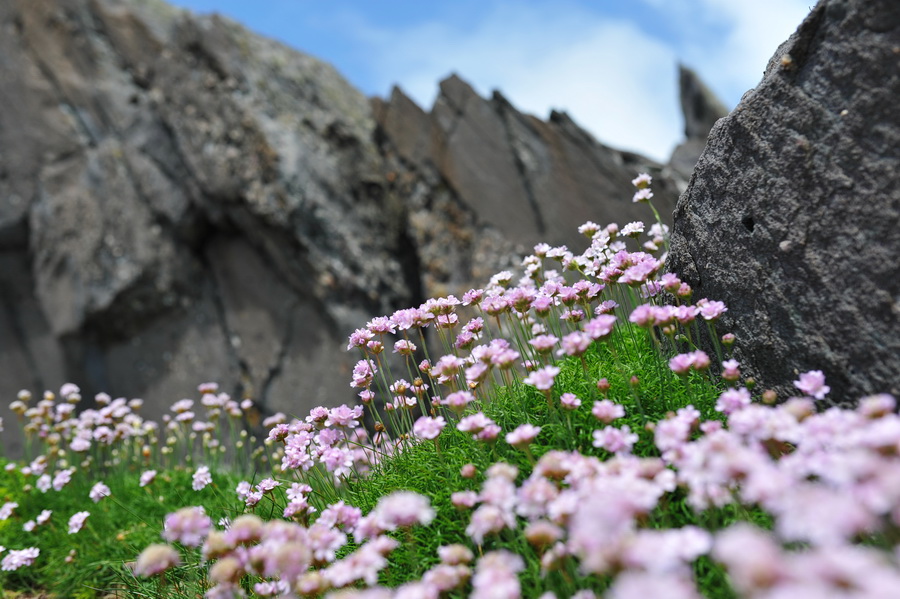 irland025