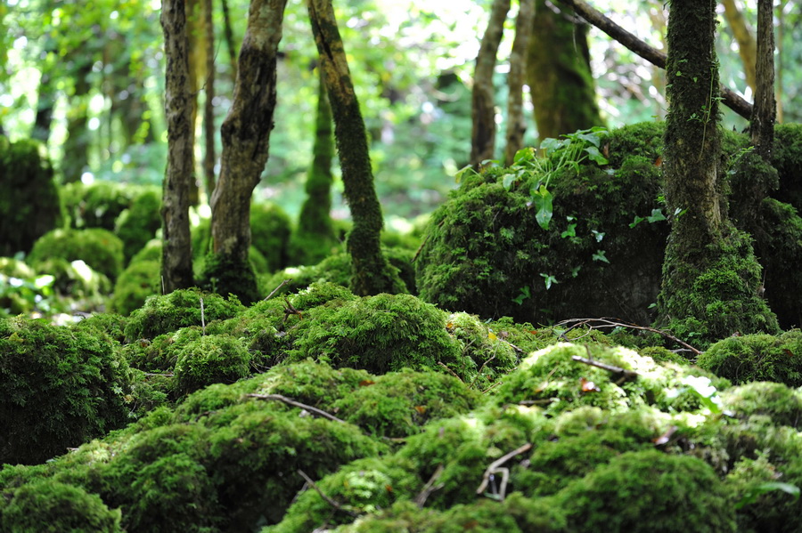irland039