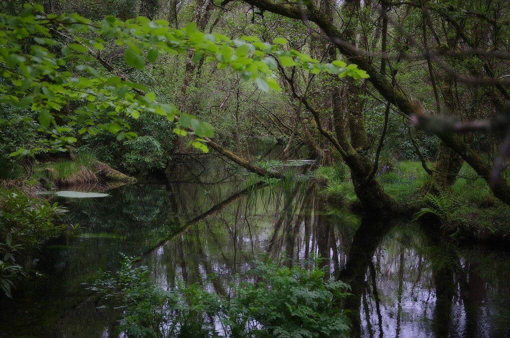 Irlandtreffen g DSC 7529