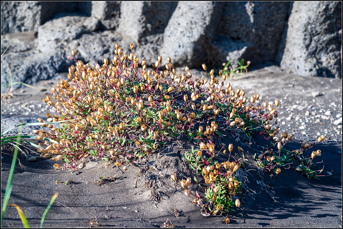 island (131).jpg