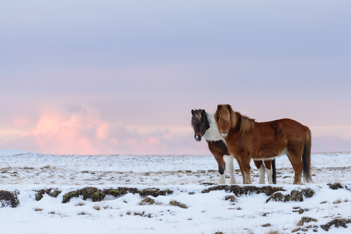 Islandpferde im Schnee 20160227 084250 island 2016