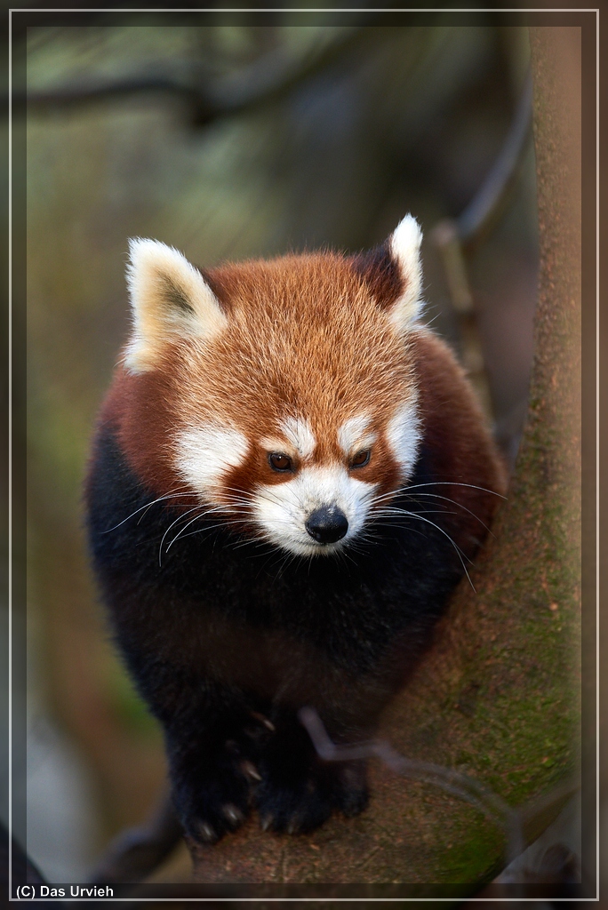 ISO 1000, 1/400 s, f/6.3, 550 mm.