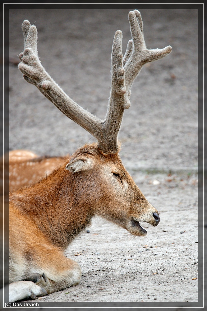 ISO 1000, 1/800 s, f/6.3, 600 mm.