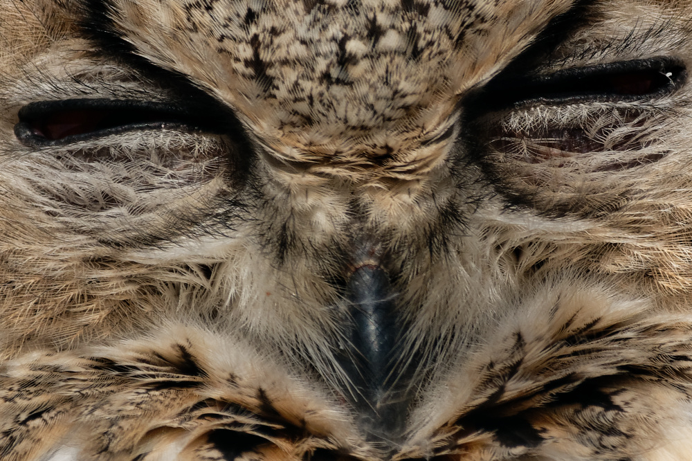 ISO 110, f/5.6, 1/500 s, 300 mm. Exportiert aus DXO mit Einstellung "bikubisch". "Bikubisch schärfer" täte den Augen weh.