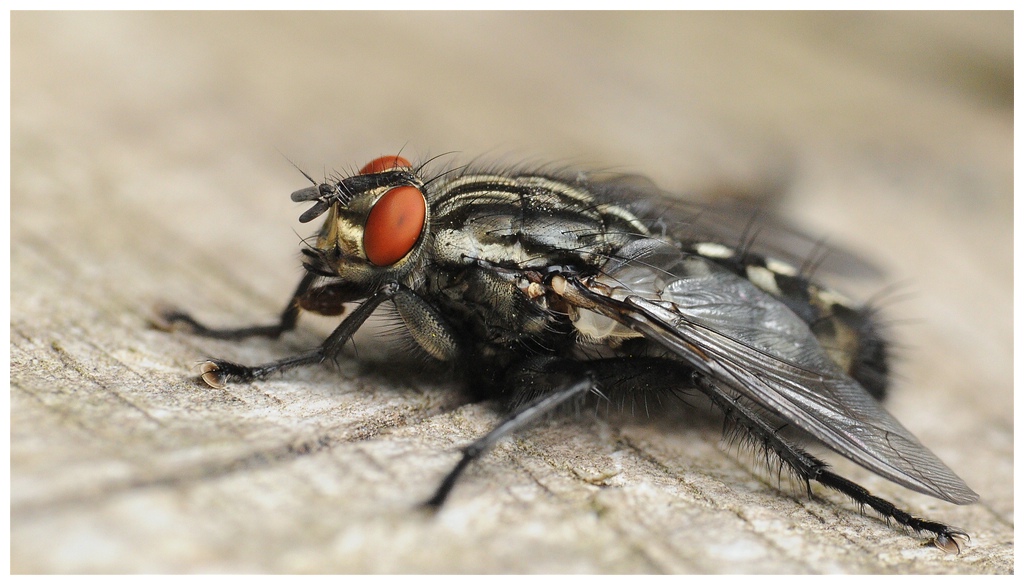 ISO 1600 Fliege