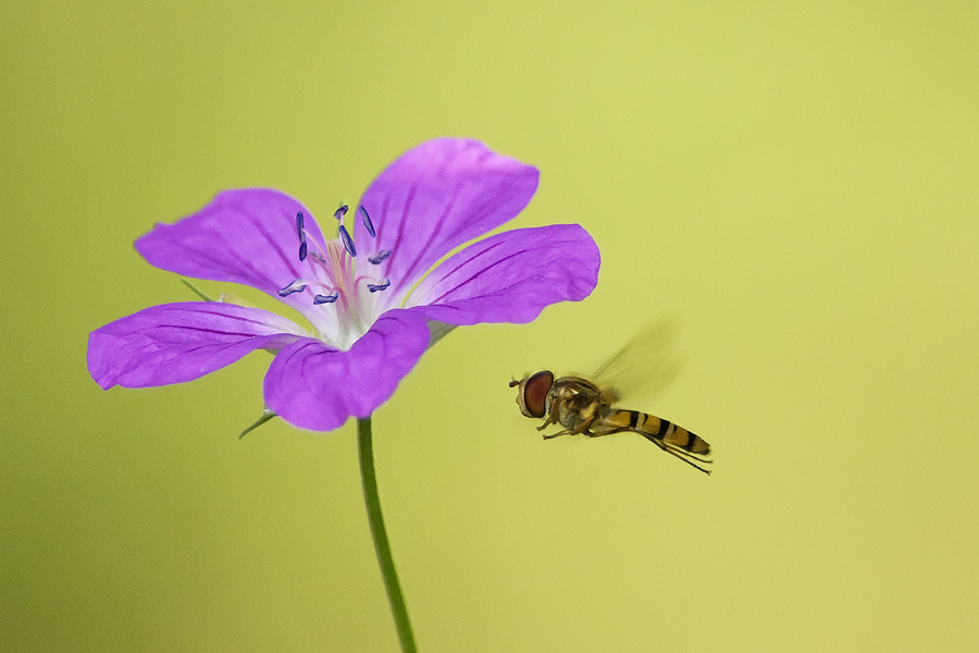 ISO 1600