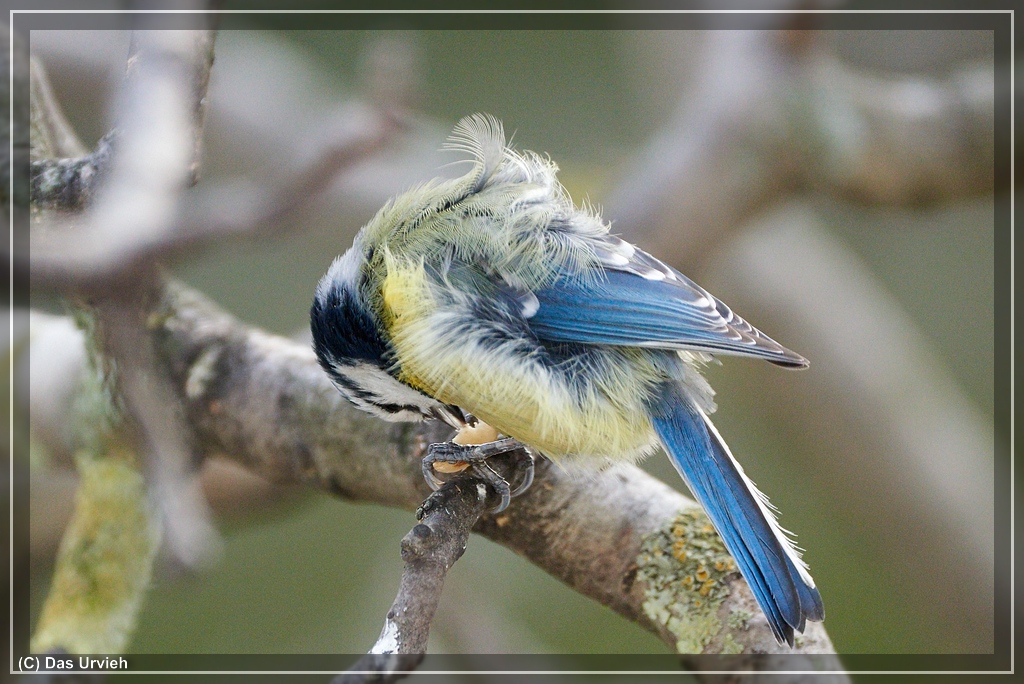 ISO 2800, 1/500 s, f/6.3, 600 mm.
Geierblaumeise mit riesiger Erdnuß.