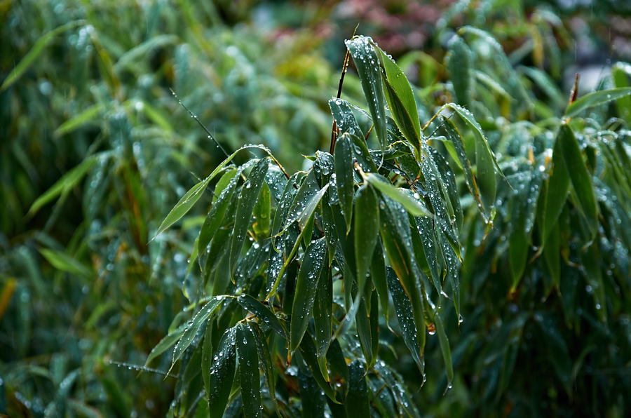 ISO 360, 70 mm, 1/200s, BL 4.0