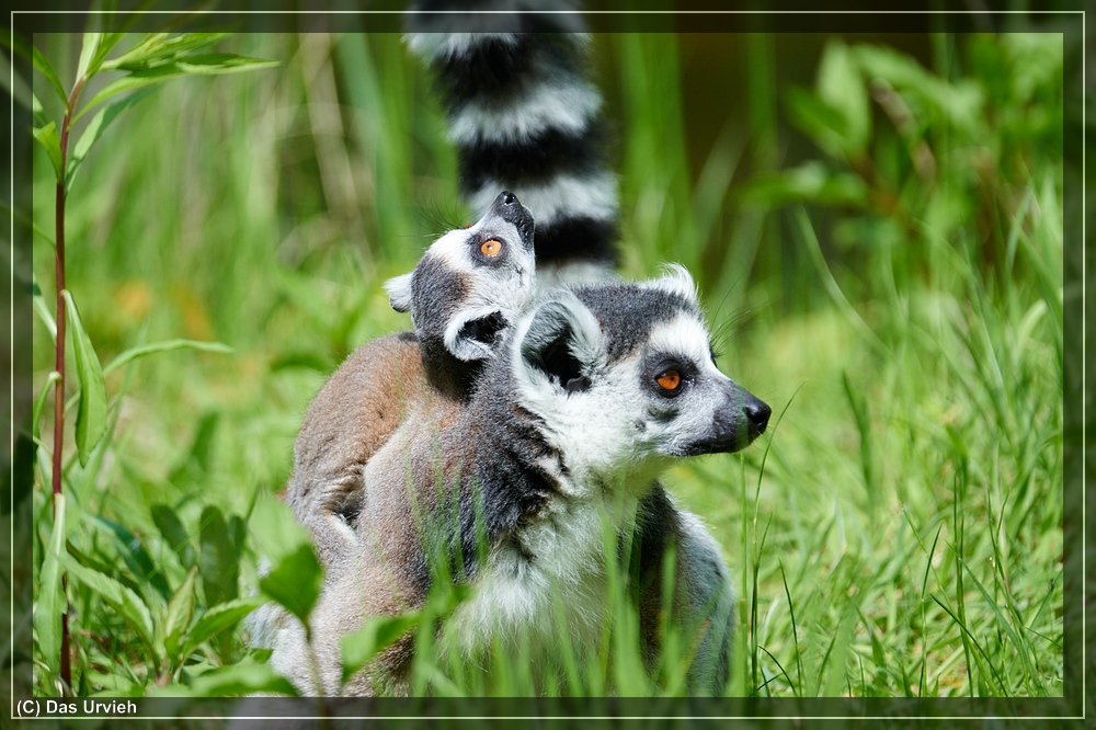 ISO 450, 1/1000 s, f/6.3, 600 mm.