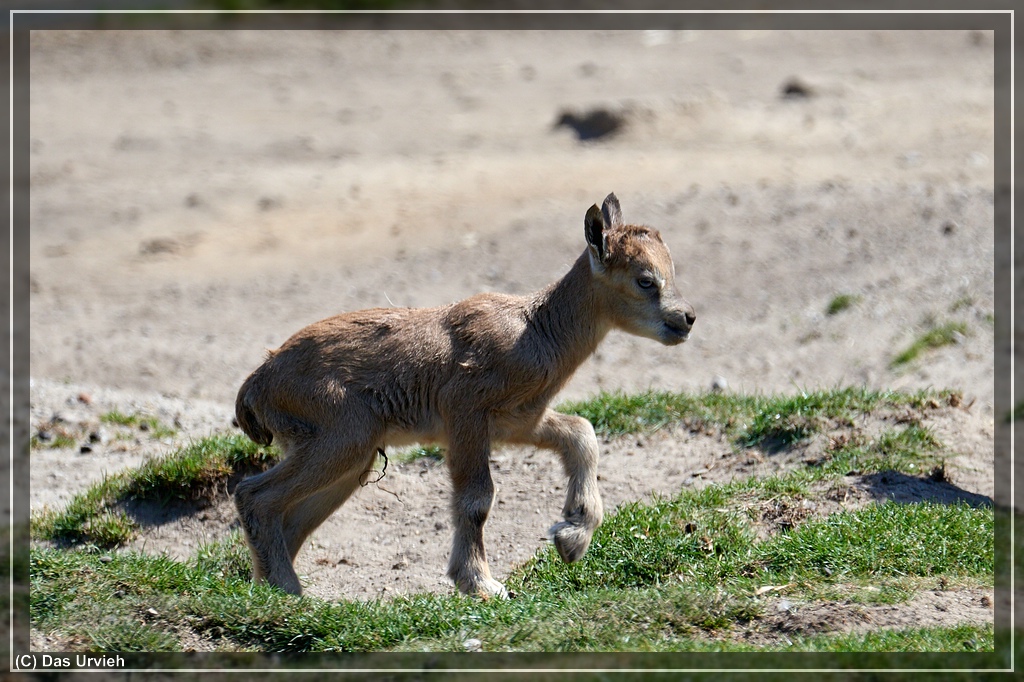 ISO 500, 1/800 s, f/9, 600 mm.