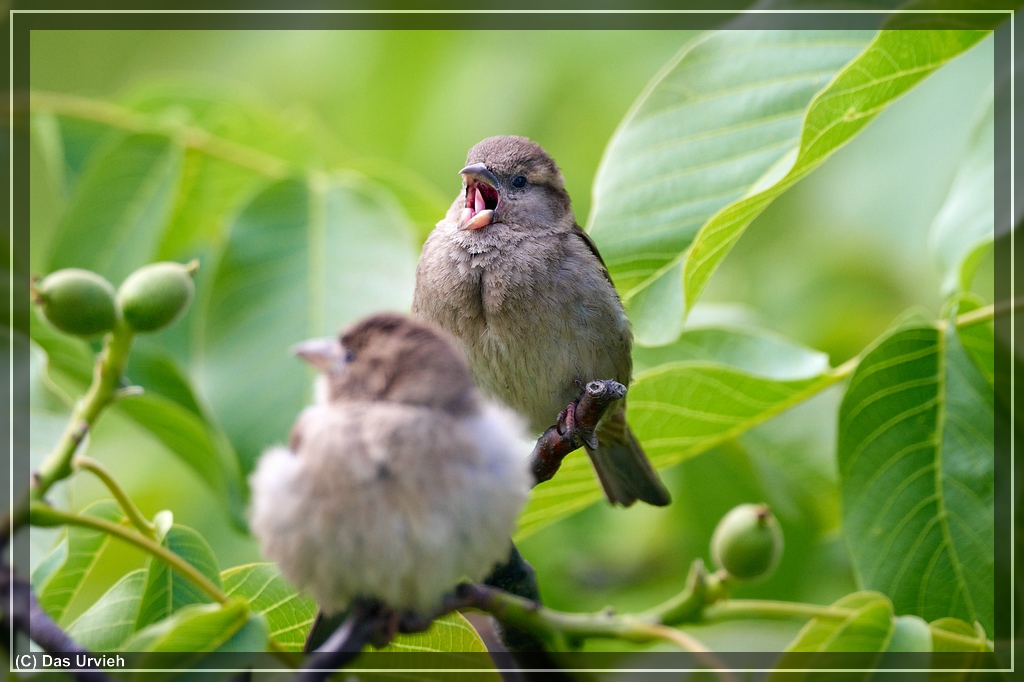 ISO 900, 1/400 s, f/6.3, 600 mm.