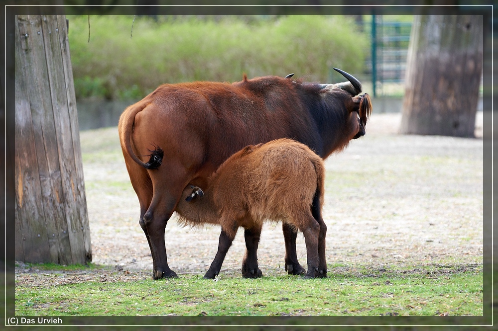 ISO 900, 1/800 s, f/5.6, 300 mm.