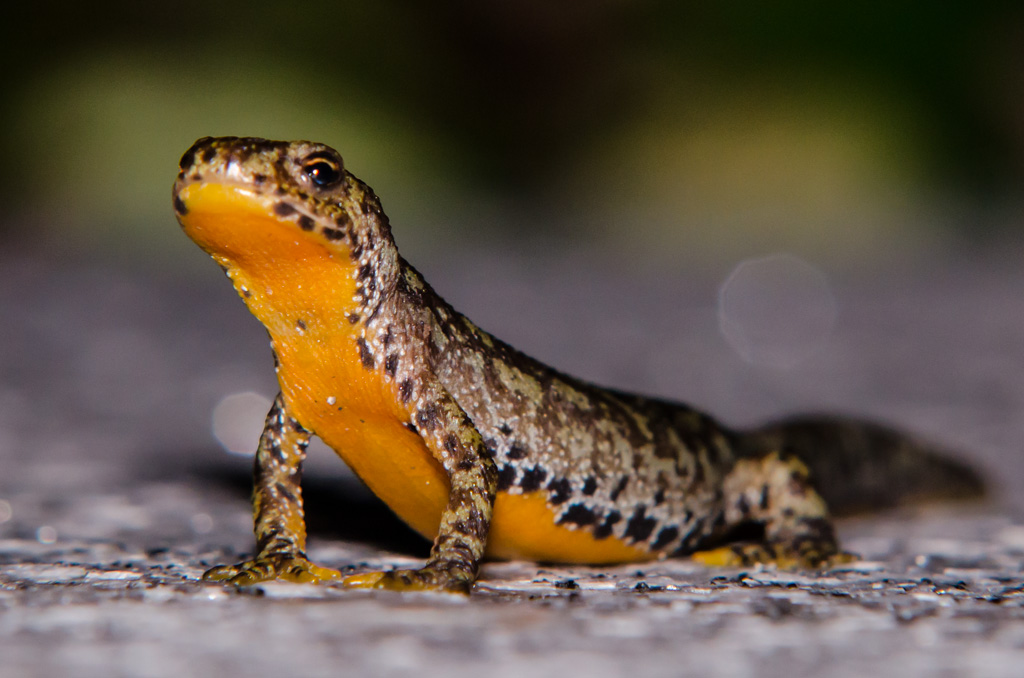 ISO (Auto) 800, f11, 200mm bei 1/250s