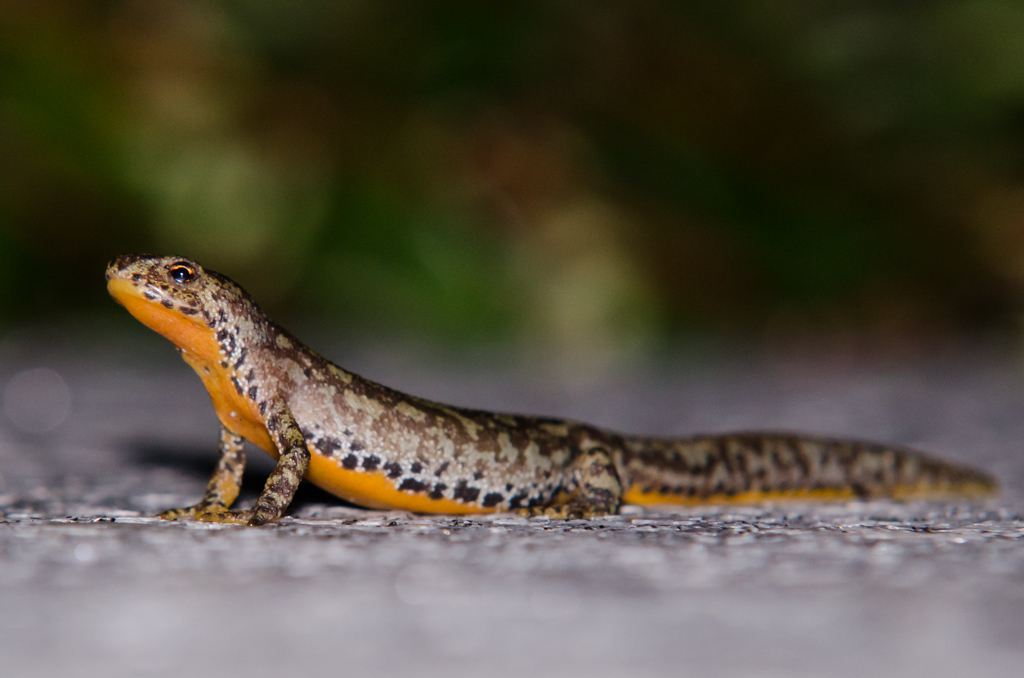 ISO (Auto) 800, f8, 200mm bei 1/250s